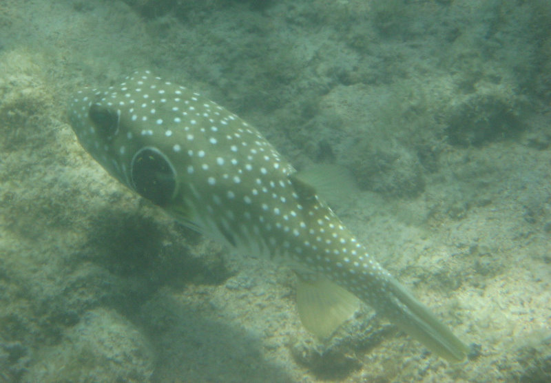 Anaehoomalu-Beach-Snorkeling-Kohala-Coast-Kona-Big-Island-Hawaii-118