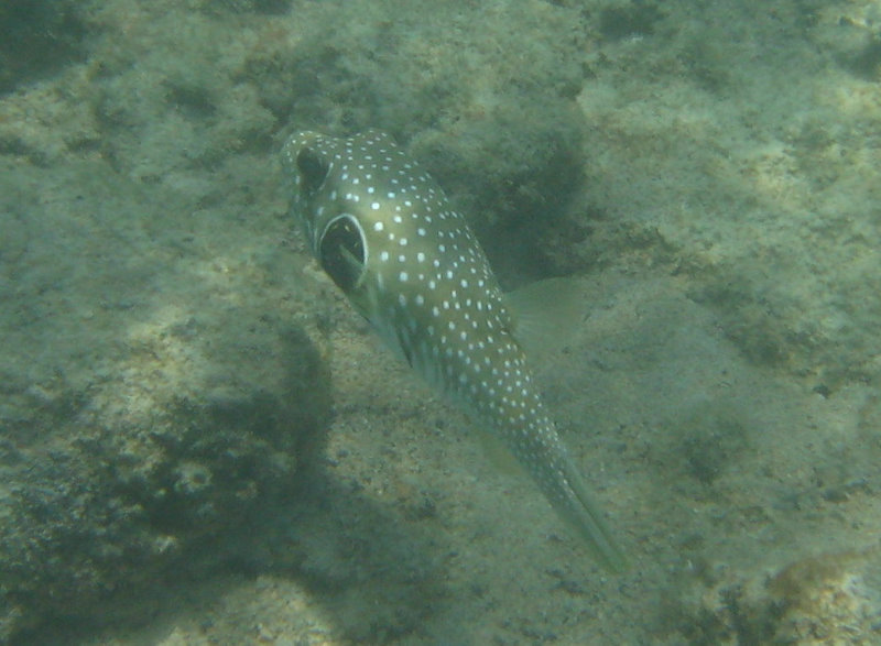 Anaehoomalu-Beach-Snorkeling-Kohala-Coast-Kona-Big-Island-Hawaii-119