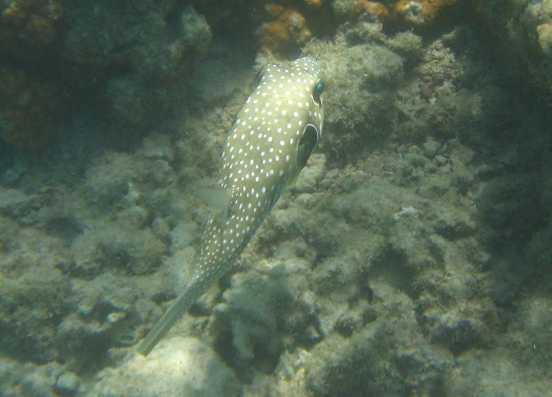 Anaehoomalu-Beach-Snorkeling-Kohala-Coast-Kona-Big-Island-Hawaii-120