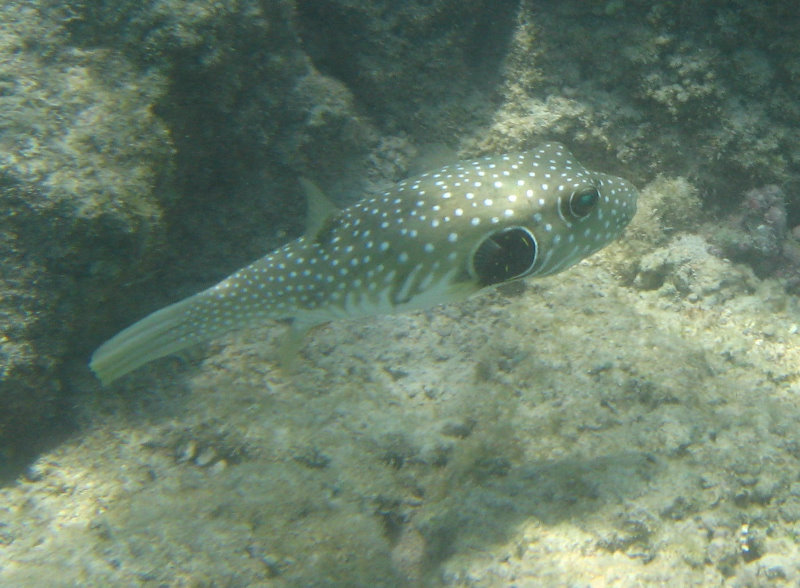 Anaehoomalu-Beach-Snorkeling-Kohala-Coast-Kona-Big-Island-Hawaii-121