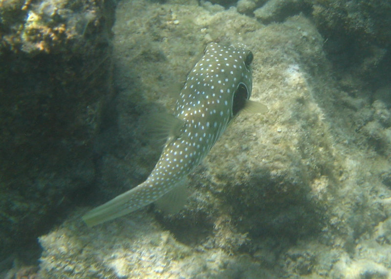 Anaehoomalu-Beach-Snorkeling-Kohala-Coast-Kona-Big-Island-Hawaii-122