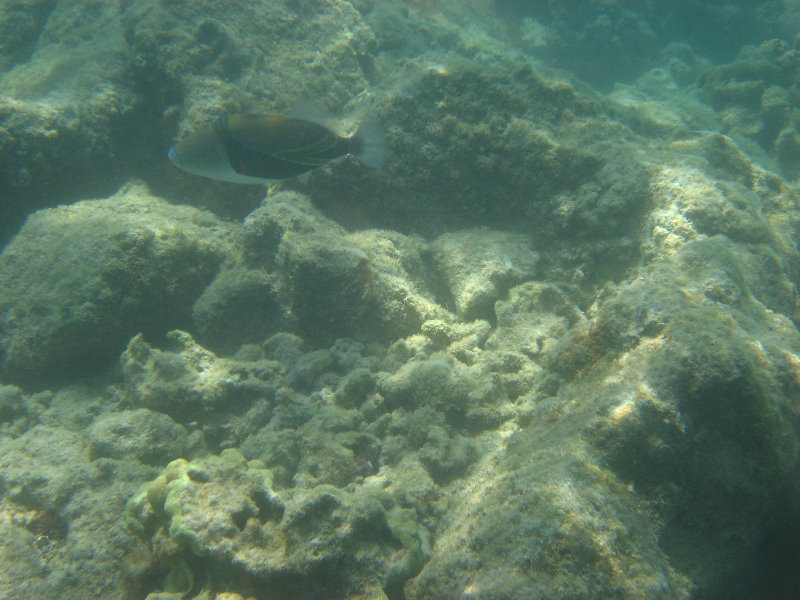 Anaehoomalu-Beach-Snorkeling-Kohala-Coast-Kona-Big-Island-Hawaii-123