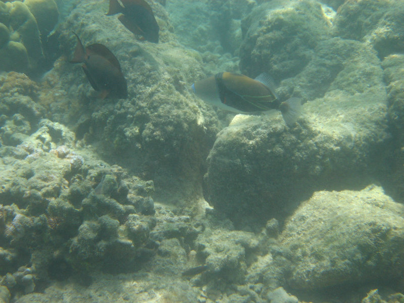 Anaehoomalu-Beach-Snorkeling-Kohala-Coast-Kona-Big-Island-Hawaii-124