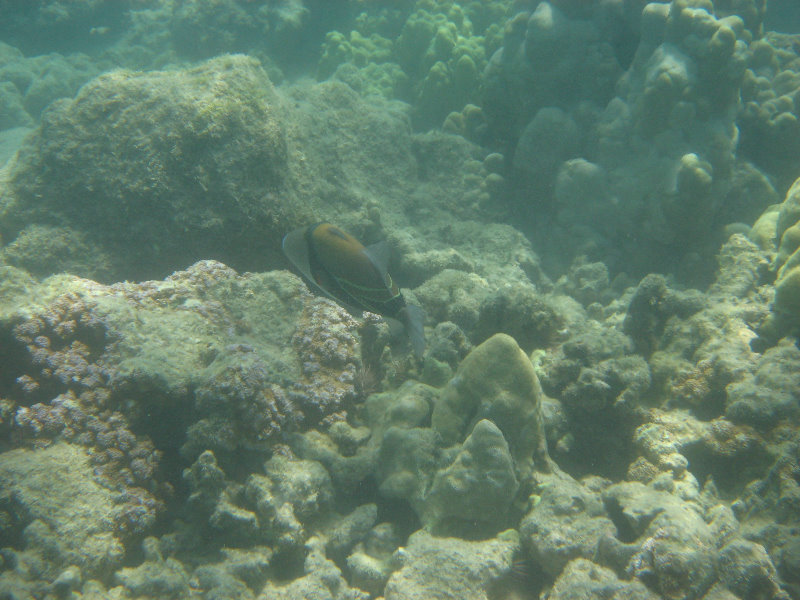 Anaehoomalu-Beach-Snorkeling-Kohala-Coast-Kona-Big-Island-Hawaii-126