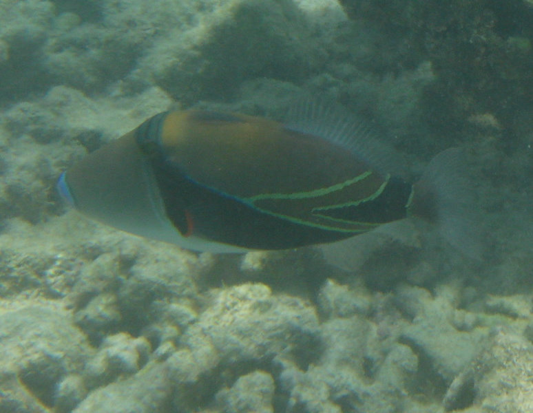 Anaehoomalu-Beach-Snorkeling-Kohala-Coast-Kona-Big-Island-Hawaii-128