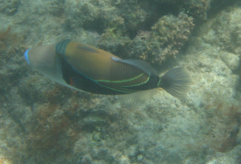 Anaehoomalu-Beach-Snorkeling-Kohala-Coast-Kona-Big-Island-Hawaii-129