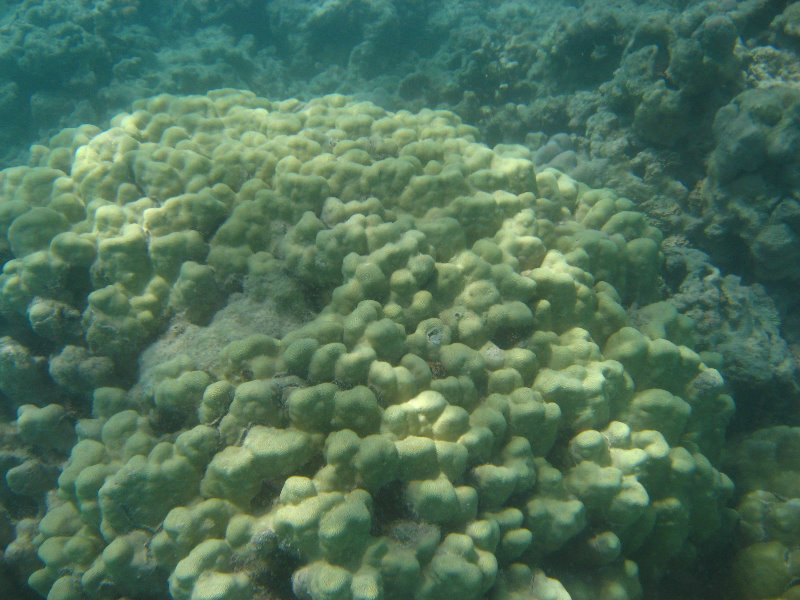 Anaehoomalu-Beach-Snorkeling-Kohala-Coast-Kona-Big-Island-Hawaii-130