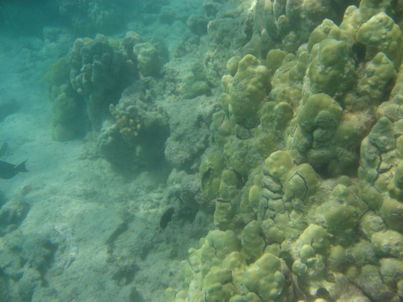 Anaehoomalu-Beach-Snorkeling-Kohala-Coast-Kona-Big-Island-Hawaii-131