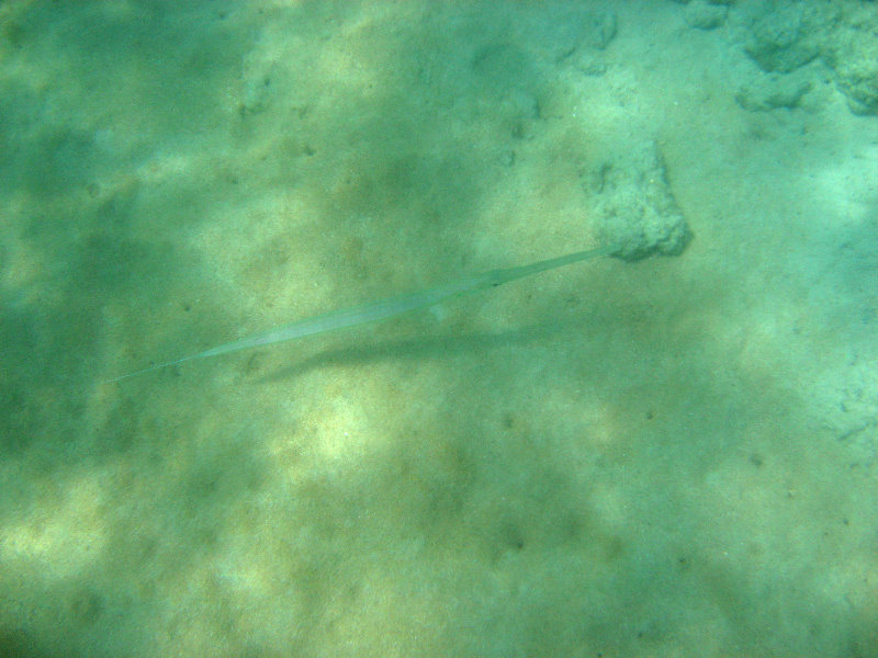 Anaehoomalu-Beach-Snorkeling-Kohala-Coast-Kona-Big-Island-Hawaii-132