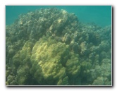 Anaehoomalu-Beach-Snorkeling-Kohala-Coast-Kona-Big-Island-Hawaii-024