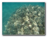 Anaehoomalu-Beach-Snorkeling-Kohala-Coast-Kona-Big-Island-Hawaii-025