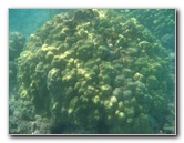Anaehoomalu-Beach-Snorkeling-Kohala-Coast-Kona-Big-Island-Hawaii-026
