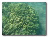 Anaehoomalu-Beach-Snorkeling-Kohala-Coast-Kona-Big-Island-Hawaii-027