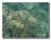 Anaehoomalu-Beach-Snorkeling-Kohala-Coast-Kona-Big-Island-Hawaii-028