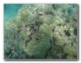 Anaehoomalu-Beach-Snorkeling-Kohala-Coast-Kona-Big-Island-Hawaii-029