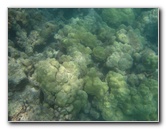 Anaehoomalu-Beach-Snorkeling-Kohala-Coast-Kona-Big-Island-Hawaii-030