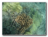Anaehoomalu-Beach-Snorkeling-Kohala-Coast-Kona-Big-Island-Hawaii-031