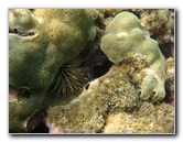 Anaehoomalu-Beach-Snorkeling-Kohala-Coast-Kona-Big-Island-Hawaii-032