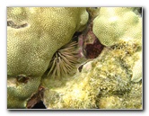 Anaehoomalu-Beach-Snorkeling-Kohala-Coast-Kona-Big-Island-Hawaii-033