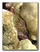 Anaehoomalu-Beach-Snorkeling-Kohala-Coast-Kona-Big-Island-Hawaii-034