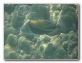 Anaehoomalu-Beach-Snorkeling-Kohala-Coast-Kona-Big-Island-Hawaii-035