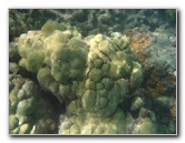 Anaehoomalu-Beach-Snorkeling-Kohala-Coast-Kona-Big-Island-Hawaii-036