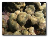 Anaehoomalu-Beach-Snorkeling-Kohala-Coast-Kona-Big-Island-Hawaii-038