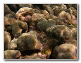 Anaehoomalu-Beach-Snorkeling-Kohala-Coast-Kona-Big-Island-Hawaii-039