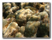 Anaehoomalu-Beach-Snorkeling-Kohala-Coast-Kona-Big-Island-Hawaii-040