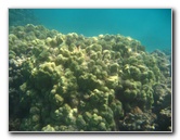 Anaehoomalu-Beach-Snorkeling-Kohala-Coast-Kona-Big-Island-Hawaii-042