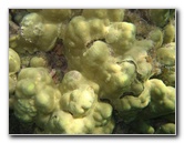 Anaehoomalu-Beach-Snorkeling-Kohala-Coast-Kona-Big-Island-Hawaii-043