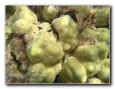 Anaehoomalu-Beach-Snorkeling-Kohala-Coast-Kona-Big-Island-Hawaii-044