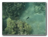 Anaehoomalu-Beach-Snorkeling-Kohala-Coast-Kona-Big-Island-Hawaii-045