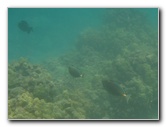 Anaehoomalu-Beach-Snorkeling-Kohala-Coast-Kona-Big-Island-Hawaii-047