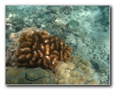 Anaehoomalu-Beach-Snorkeling-Kohala-Coast-Kona-Big-Island-Hawaii-053