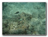 Anaehoomalu-Beach-Snorkeling-Kohala-Coast-Kona-Big-Island-Hawaii-054