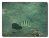 Anaehoomalu-Beach-Snorkeling-Kohala-Coast-Kona-Big-Island-Hawaii-055