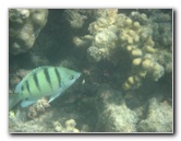 Anaehoomalu-Beach-Snorkeling-Kohala-Coast-Kona-Big-Island-Hawaii-056