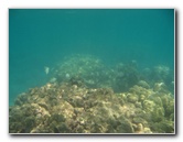 Anaehoomalu-Beach-Snorkeling-Kohala-Coast-Kona-Big-Island-Hawaii-057