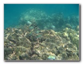 Anaehoomalu-Beach-Snorkeling-Kohala-Coast-Kona-Big-Island-Hawaii-058