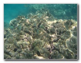 Anaehoomalu-Beach-Snorkeling-Kohala-Coast-Kona-Big-Island-Hawaii-059