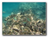 Anaehoomalu-Beach-Snorkeling-Kohala-Coast-Kona-Big-Island-Hawaii-060