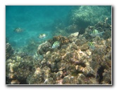 Anaehoomalu-Beach-Snorkeling-Kohala-Coast-Kona-Big-Island-Hawaii-061