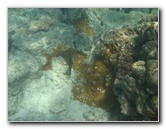 Anaehoomalu-Beach-Snorkeling-Kohala-Coast-Kona-Big-Island-Hawaii-063