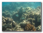 Anaehoomalu-Beach-Snorkeling-Kohala-Coast-Kona-Big-Island-Hawaii-065