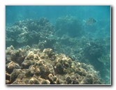 Anaehoomalu-Beach-Snorkeling-Kohala-Coast-Kona-Big-Island-Hawaii-068