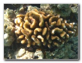 Anaehoomalu-Beach-Snorkeling-Kohala-Coast-Kona-Big-Island-Hawaii-069