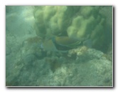 Anaehoomalu-Beach-Snorkeling-Kohala-Coast-Kona-Big-Island-Hawaii-070