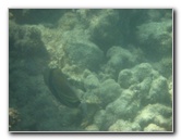 Anaehoomalu-Beach-Snorkeling-Kohala-Coast-Kona-Big-Island-Hawaii-071