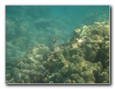 Anaehoomalu-Beach-Snorkeling-Kohala-Coast-Kona-Big-Island-Hawaii-072
